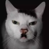 ADOLF KITLER